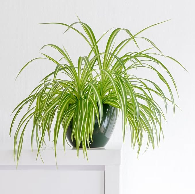 Healthy Spider Plant - Easy Care, Air-Purifying Houseplant (4 Spider sacs)