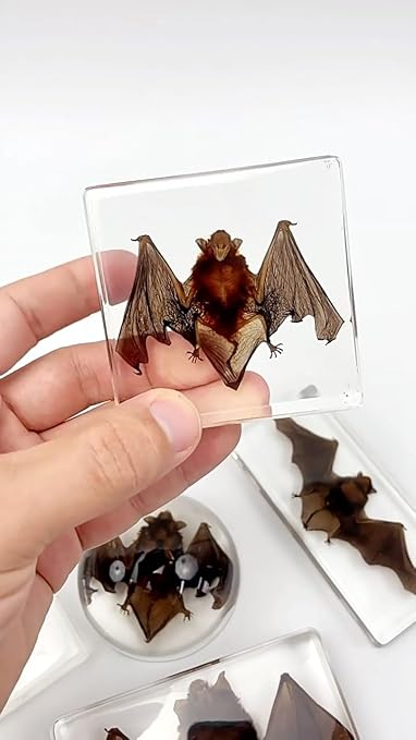 Real Bat Specimens, Resin Animal Specimens, Animal Skulls, Quirks, Biology, for Animal Specimen Enthusiasts, Science Classroom Science Education (Bat 3 x 3 x 1 inch)