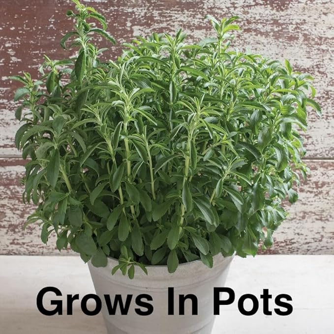 Live Stevia rebaudiana Plants, Sweet Leaf or Sugar Leaf, Natural Sugar Substitute Herb, Easy to Grow (4 stevia Cups)