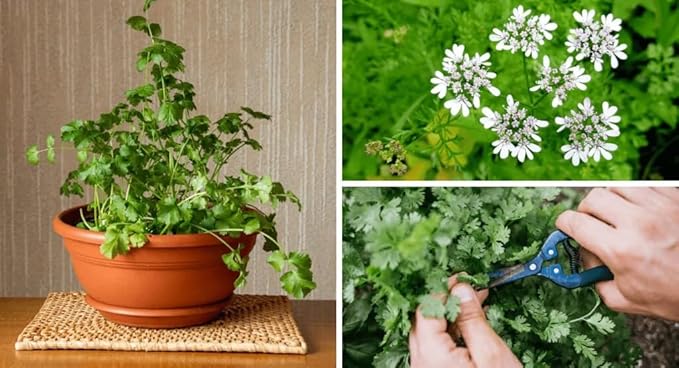 Cilantro Plant Potting Mix - Unlock Rich Growth and Flavorful Leaves with Our High-Performance Formula - 20 Quart