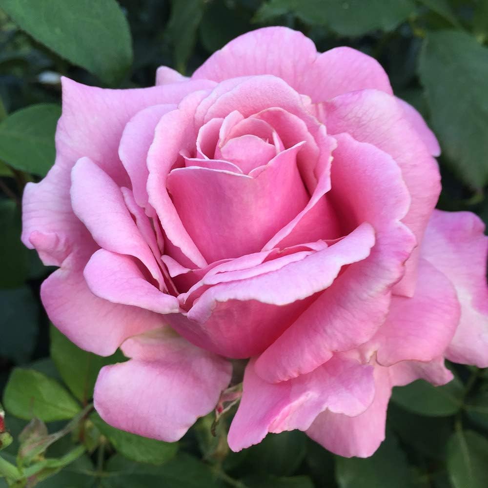 Heirloom Roses Rose Plant - Memorial Day™ Live Hybrid Tea Rose for Outdoor Planting