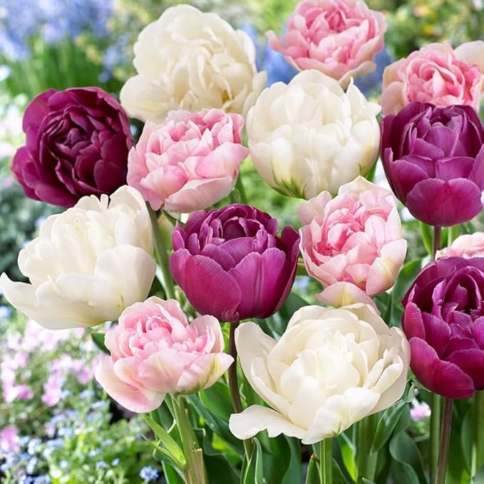 100 Tulip Mix Flower Bulb Box with Easy Carry Handle - Purple, Pink and White Mixed Colors - Weeks of Easy to Grow Flowers - Plant in Gardens, Containers & Flowerbeds - Planting Instructions Included