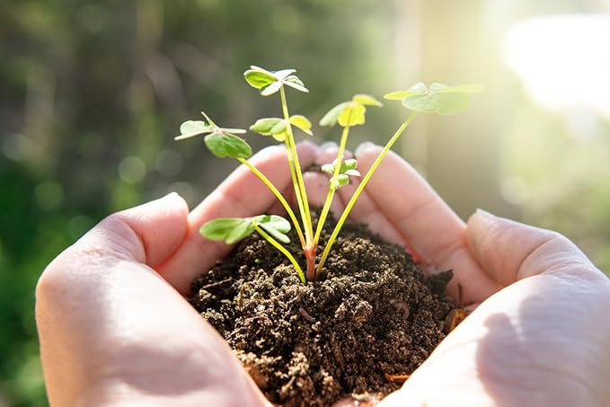 1000 Cosmos Tall Sensation Seeds - Long Blooming Period in All Zones 4-5' Tall
