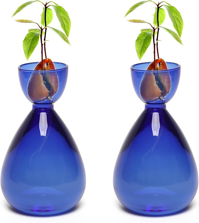 Avocado Vase Avocado Seed Starter Vases Avocado Trees Live Plants Growing kit Glass 2pc