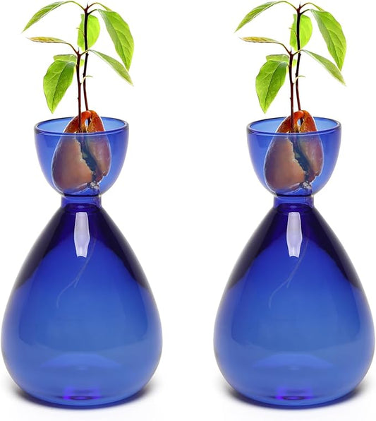 Avocado Vase Avocado Seed Starter Vases Avocado Trees Live Plants Growing kit Glass 2pc