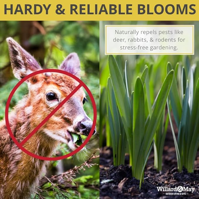 50 Mixed Daffodil Bulbs – Naturalizing Narcissus Variety Pack – Bulk of Spring-Blooming Flowers – Deer Resistant & Cold Hardy – Easy Fall Planting - Plant in Gardens, Borders & Beds - Willard & May
