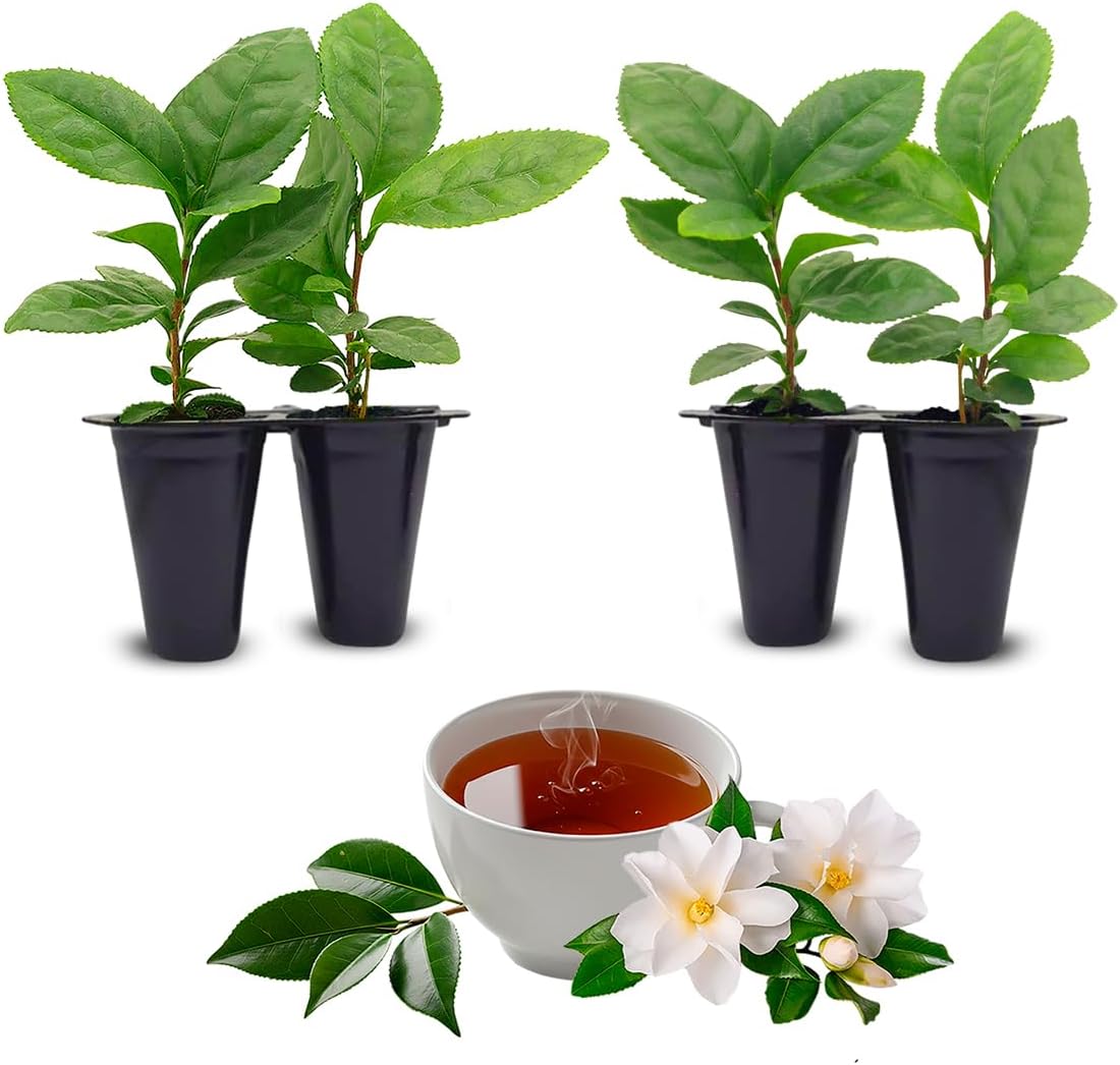 Camelia Tea Plant (4 Pack) | Real Live Plant for Sale | Perfect for Tea Lovers | Hardy and Easy to Grow for Planting | Grow Organic Tea Leaves at Home | Great for Indoor or Outdoor Gardens