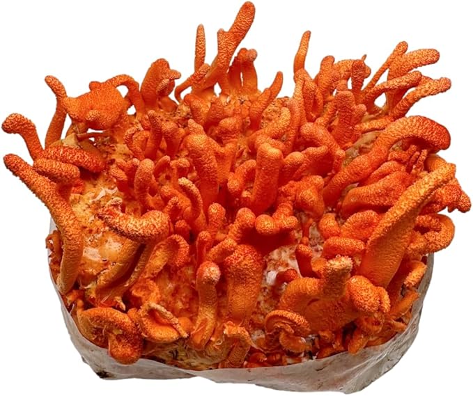 Cordyceps Militaris Mushroom Grow Kit | Large 2 Quart Spawn Bag Kit | Ready to Grow!