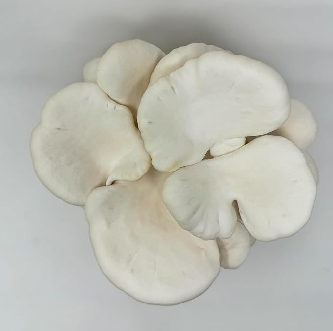 White Oyster Mushroom Grow Kit, Beginner Friendly & Easy to Use, Grows in 10 Days | Handmade in California, USA | Top Gardening Gift, Unique Gift