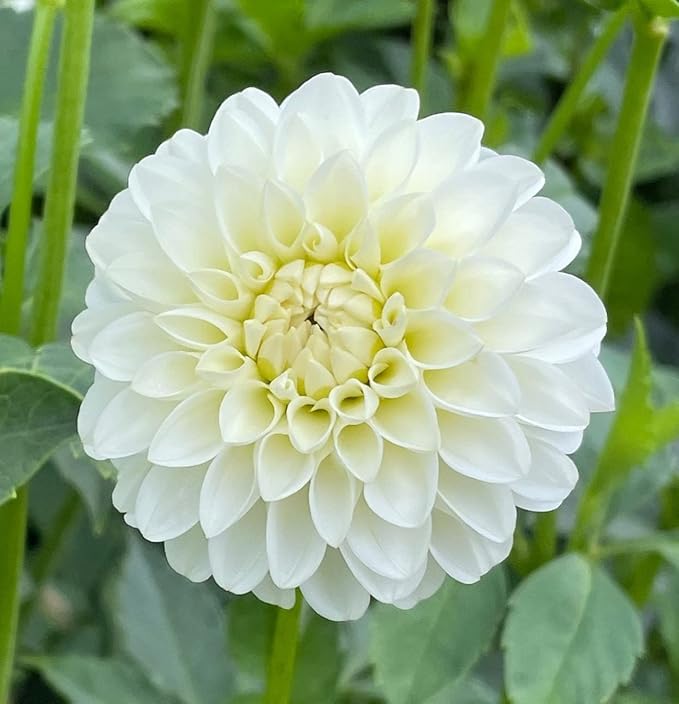 White Dinner Plate Dahlia Flower Bulbs for Planting | Easy to Grow and Maintain- Huge White Blooms (12 Pack)