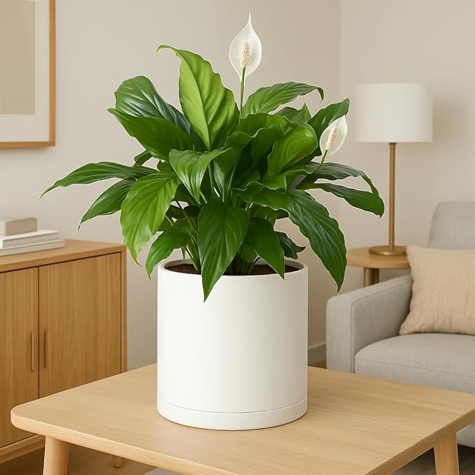 Giraffe Creation 10-Inch Round Cylinder Plant Pot, Modern Indoor/Outdoor Planter with Drainage Hole, Saucer & Water Reservoir, White