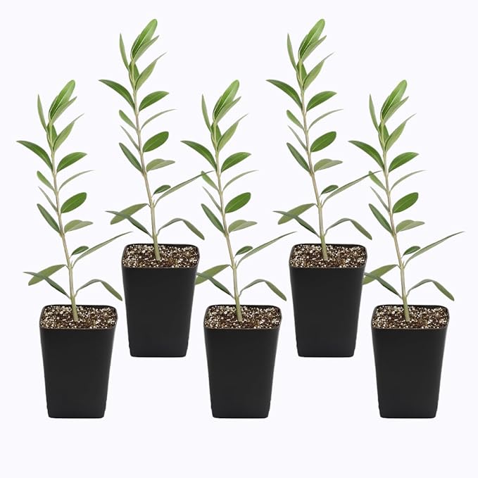 Dwarf Olive Tree Starter Plant, 2 Inch Pot, Indoor Outdoor Bonsai (5)