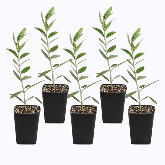 Dwarf Olive Tree Starter Plant, 2 Inch Pot, Indoor Outdoor Bonsai (5)