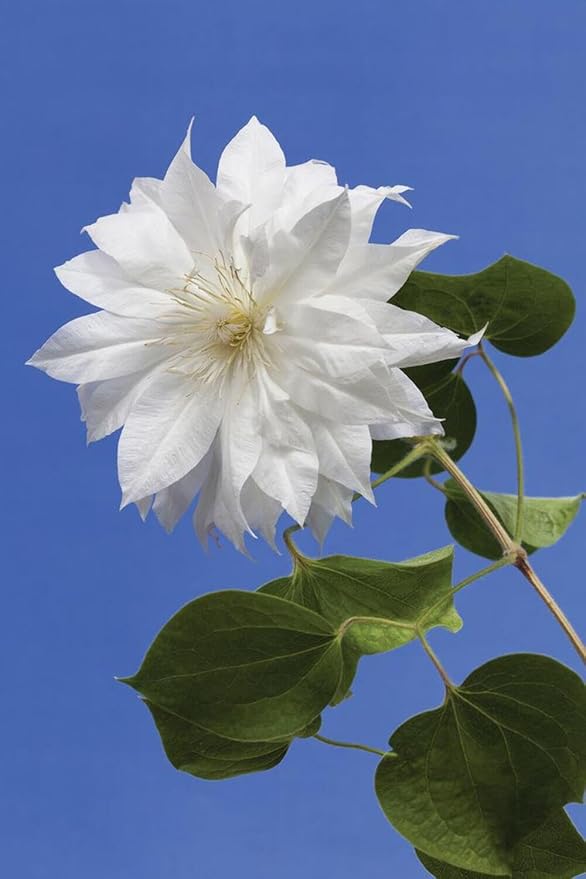 Perennial Farm Clematis 'Duchess of Edinburgh' Hybrid – Live Clematis Vine in 4 Quart Container, Elegant Double White Blooms, Long Blooming, Ideal for Trellises, Arbors & Classic Garden Displays