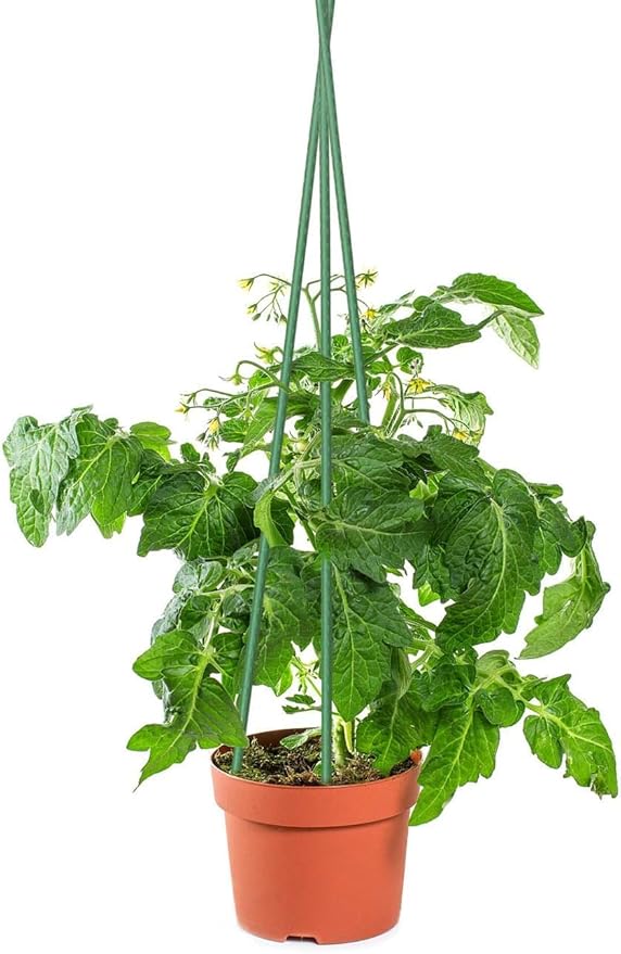 Sunnyglade 72 Inch Garden Stakes, Tomato Stakes Plastic Coated Metal Plant Sticks Stakes Supports for Indoor Outdoor Plants Vegetable (30)