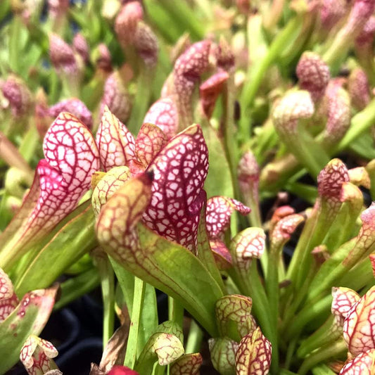 Scarlet Belle Carnivorous Pitcher Plant - Sarracenia - Live Plant - Wellspring Gardens Starter Plant Aquatic Plant