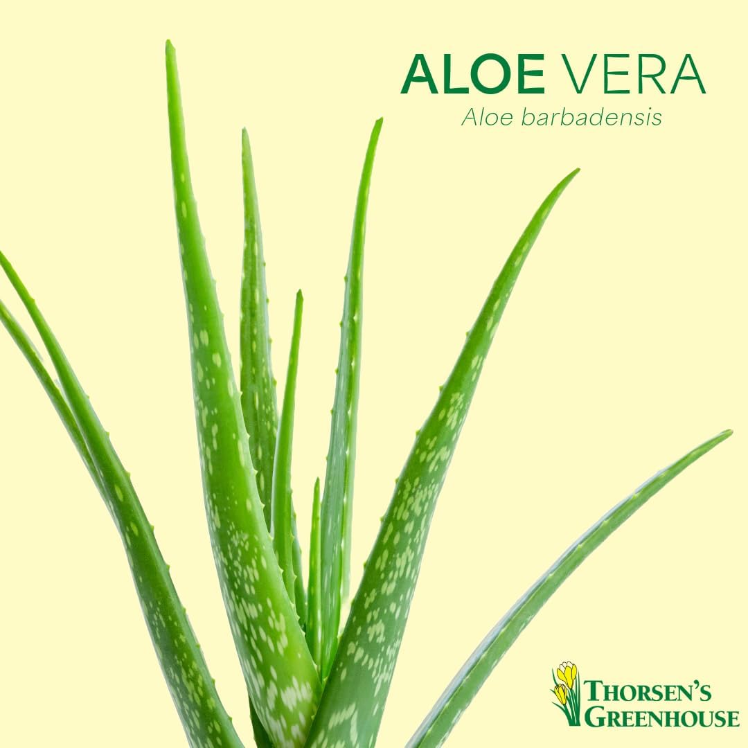 Thorsen's Greenhouse Aloe Vera, Live Indoor Plant, Aloe barbadensis, Easy to Grow, Succulent, Natural Air Purifier, 4" Diameter Pot (Natural)