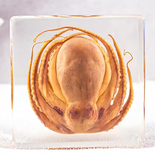 Resin-Encased Octopus Specimen: Authentic Taxidermy for Science Education, Classroom Display & Collectors - Ideal Gift for Biology Enthusiasts, Oddities Collectors & Skull Art Aficionados