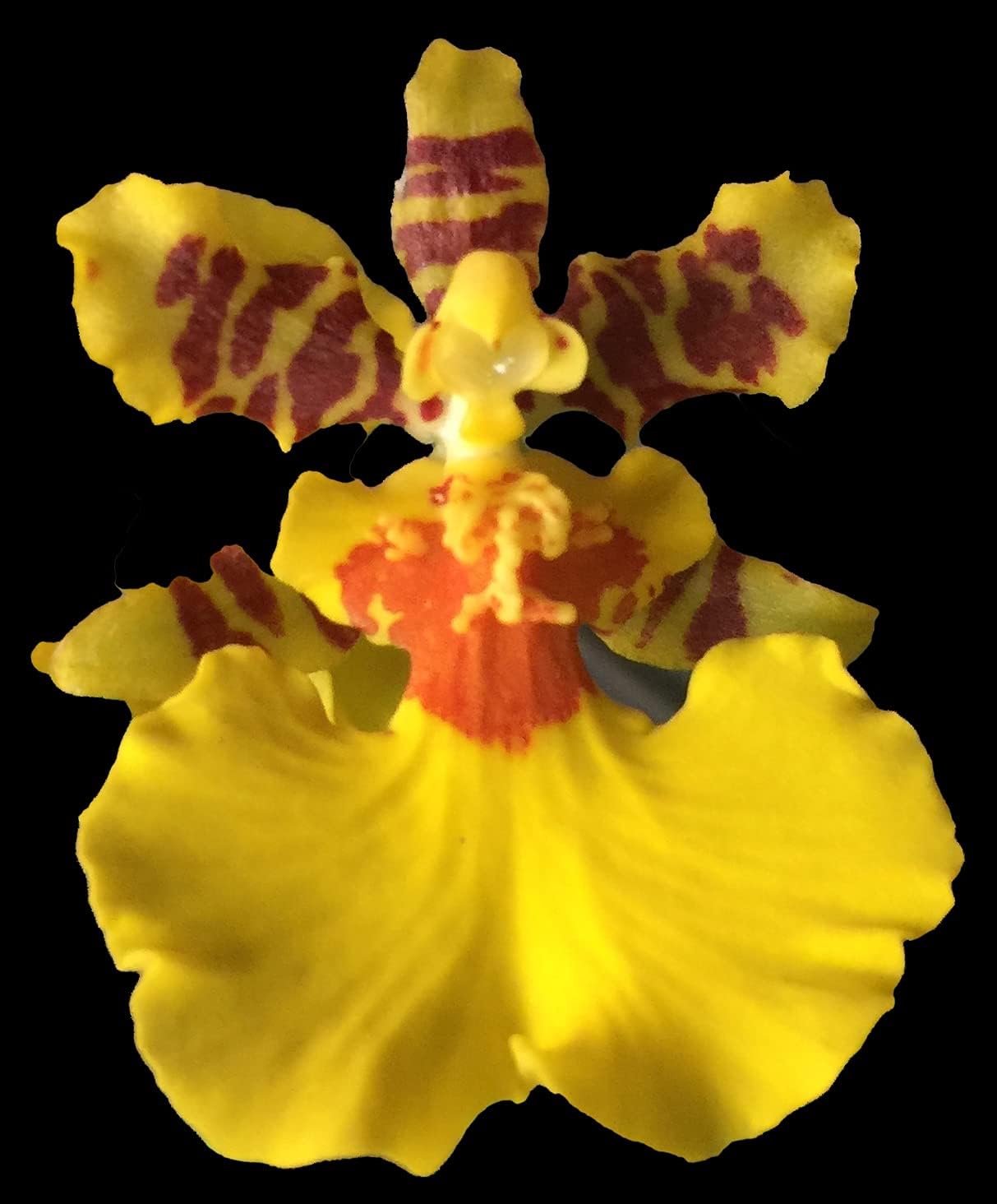 Dancing Lady Orchid - floriferous, Easy to Grow, Will Make Tall Flower Spike (NOT in-Bud/Bloom When Shipped)