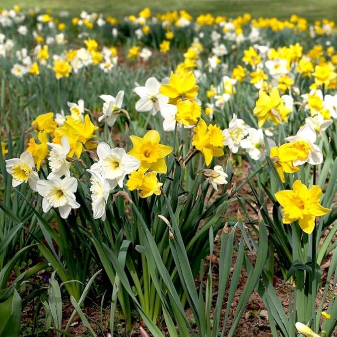 50-Pack Mixed Daffodil Bulbs – Naturalizing Narcissus Variety Pack – Bulk of Spring-Blooming Flowers – Deer Resistant & Cold Hardy – Easy Fall Planting - Plant in Gardens, Borders & Beds