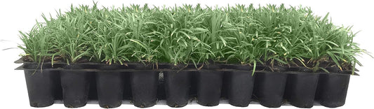 Dwarf Mondo Grass | 10 Live Plants | Japonicus Nanus | Shade Loving Evergreen Lilyturf Groundcover