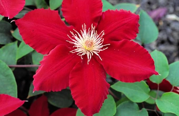 Perennial Farm Clematis 'Rebecca' Hybrid – Live Flowering Vine in 4 Quart Container, Large Velvety Red Blooms, Long Blooming, Compact Climber, Ideal for Trellises, Arbors & Containers