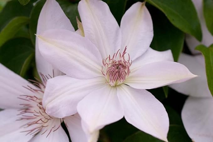 Perennial Farm Clematis 'Henryii' Hybrid – Live Flowering Vine in 4 Quart Container, Large Pure White Blooms with Creamy Centers, Long Blooming, Ideal for Trellises, Arbors & Classic Garden Displays