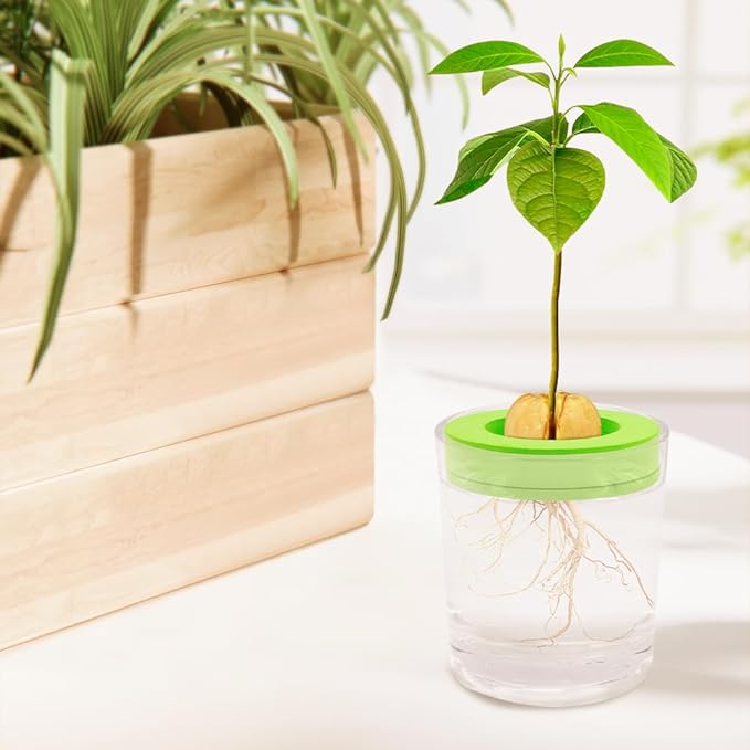 Avocado Tree Growing Kit, 4 Pack Green EVA Foam Avocado Growing O Ring, Plant Pot Plant Easy Seed Sprout Grow, Floating On Water, Seeds Growing Gifts for Family Friends and Gardening Enthusiasts