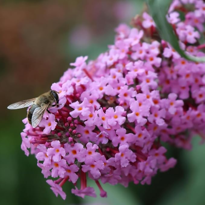 TriStar Plants - Pink Butterfly Bush, 1 Gallon Trade Pot - 1'ft Tall - Established Potted Plant, Buddleja - Fast Growing, Attracts Pollinators (Pink)