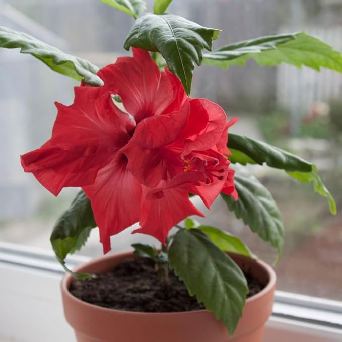 Red Hibiscus. rosa-sinensis. Live Plant - Tropical Blooming Hibiscus, Pretty Flowers, Used in Tea and Juice (2 red Hibiscus Cups)