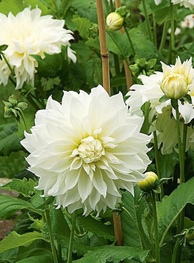 White Dinner Plate Dahlia Flower Bulbs for Planting | Easy to Grow and Maintain- Huge White Blooms (4 Pack)