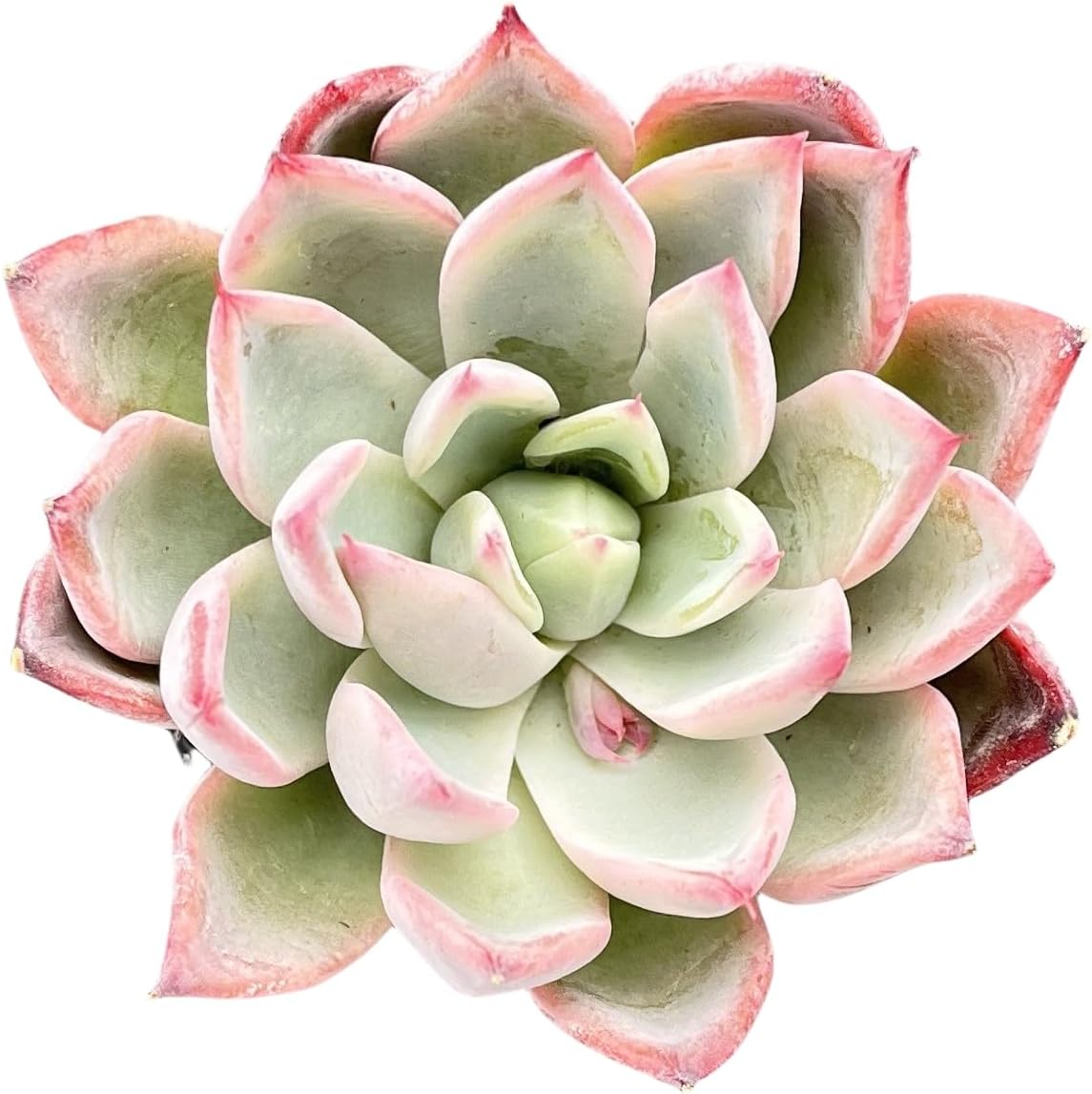 Sprout N Green Echeveria 'Aranjuez', 1 Live Succulent Plant Fully Rooted in 2" Pot, House Plant for Indoor Outdoor Home Office Wedding Decoration DIY Project Party Favor