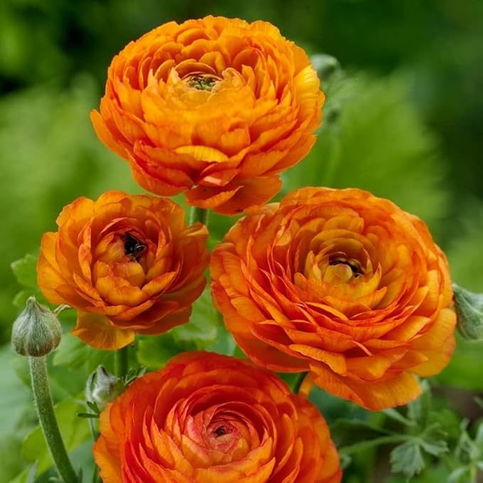 25 Orange Ranunculus Bulbs for Planting - Buttercup Flower Bulb Value Bag - Plant in Gardens, Containers & Flowerbeds - Easy to Grow Fall Perennial Flowers Bulbs by Willard & May
