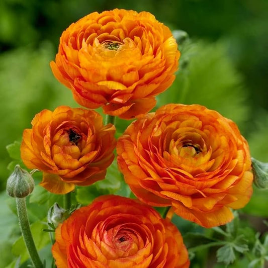 25 Orange Ranunculus Bulbs for Planting - Buttercup Flower Bulb Value Bag - Plant in Gardens, Containers & Flowerbeds - Easy to Grow Fall Perennial Flowers Bulbs by Willard & May