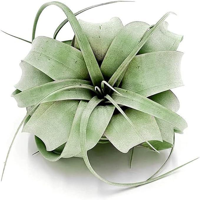 Air Plants - Tillandsia Xerographica, Regular 3-5” - 2ct - Live Arrival Gauranteed - House Plants for Home Decor & Gift