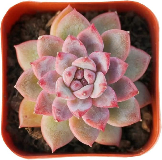 2" Rare Succulent Echeveria 'White Ice', Live Succulents Plants Fully Rooted in Grower Pots, Unique Gift for Wedding Favor, Party Favor