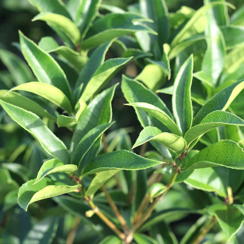 Perfect Plants Tea Olive Live Plant, 7 gallon, Includes Care Guide