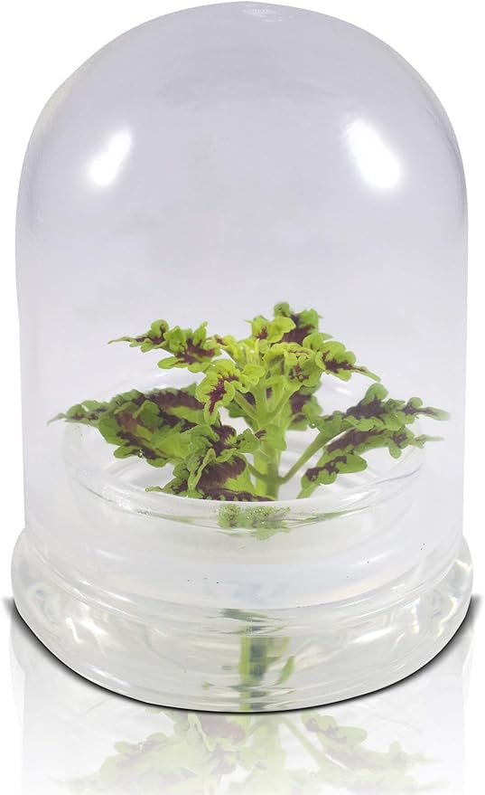 Rainbow Floral Terrarium - Self Grow, Maintenance Free -Coleus - 4" Dome
