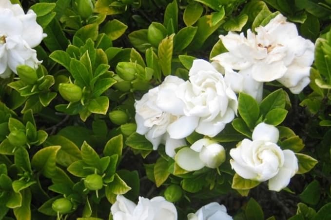 3 Gardenia Plants Live, Jasmine Plants Live Indoor, 3 to 5 Inc Tall, Frost Proof Gardenia Live Plant, Flowering Jasmine Plant