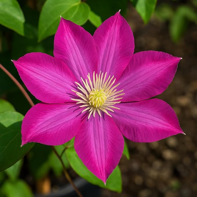 Perennial Farm Clematis 'Pink Champagne' Hybrid – Live Flowering Vine in 4 Quart Container, Large Rose-Pink Blooms with Contrasting Centers, Long Blooming, Ideal for Trellises, Arbors & Containers