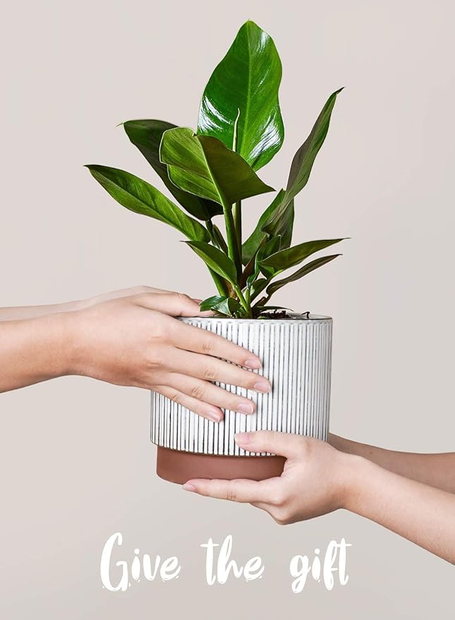 LE TAUCI Ceramic Pots for Plants, 8+6.7+5.5 Inch Plant Pots Indoor, Flower Pot with Drainage Holes, Medium Cylinder Planters for Indoor House Plants, Set of 3, Reactive Glaze White