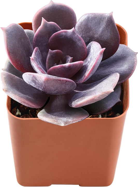 Live Succulent Echeveria Red Robe, Approx 2-inch Large, Potted Succulents, Fully Rooted, Easy Care House Plants
