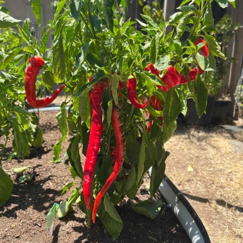 Set 6 Long Red Pepper Live Plants, 90 Days Old Live Pepper Chili Plant for Spring Planting