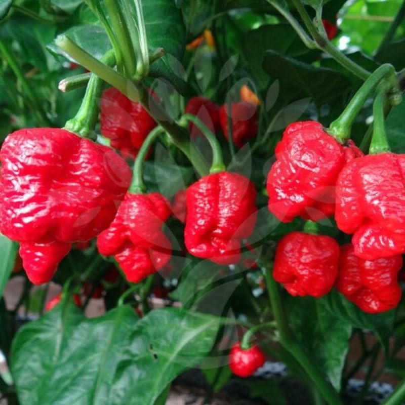 Pack 2 Pepper Plants, Hot Chili Pepper Live Plants for Growing, 80 Days Old Plants (Red Ghost Pepper)