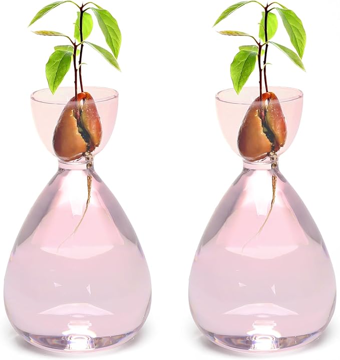 Avocado Vase Avocado Seed Starter Vases Avocado Trees Live Plants Growing kit Glass 2pc