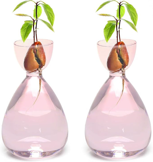 Avocado Vase Avocado Seed Starter Vases Avocado Trees Live Plants Growing kit Glass 2pc