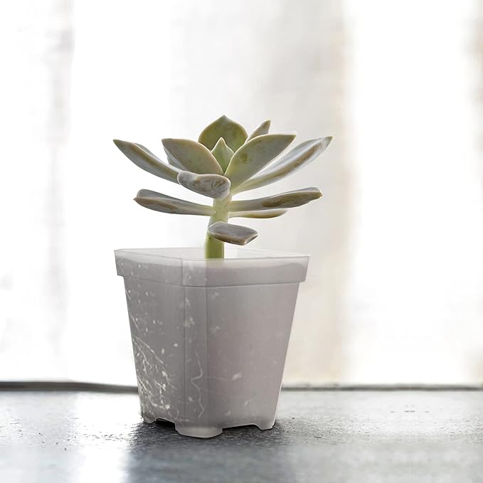 JOIKIT 120 Pack 3 Inch Clear Square Nursery Pot, Plastic Square Plant Pot with Drainage Hole, Transplant Seedling Nursery Planter for Indoor, Outdoor, Garden, Office, Balcony