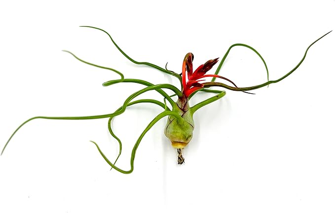 Air Plants - Flowering Tillandsia Bulbosa Belize, Giant 7-9" - 3ct - Live Arrival Guaranteed - House Plants for Home Decor & Gift