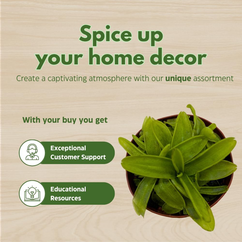 BubbleBlooms Carnivorous Plant Assortment Set, 3 Different Plant Species in 2 inch Pots