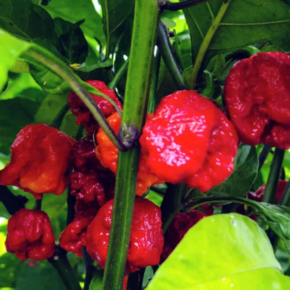 Pack 2 Pepper Plants, Hot Chili Pepper Live Plants for Growing, 80 Days Old Plants (Red Jolokia Ghost)